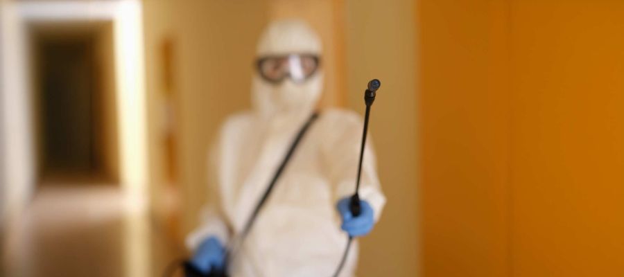 Pest Control and Carpet Cleaning on the Same Day: Why the Order Matters