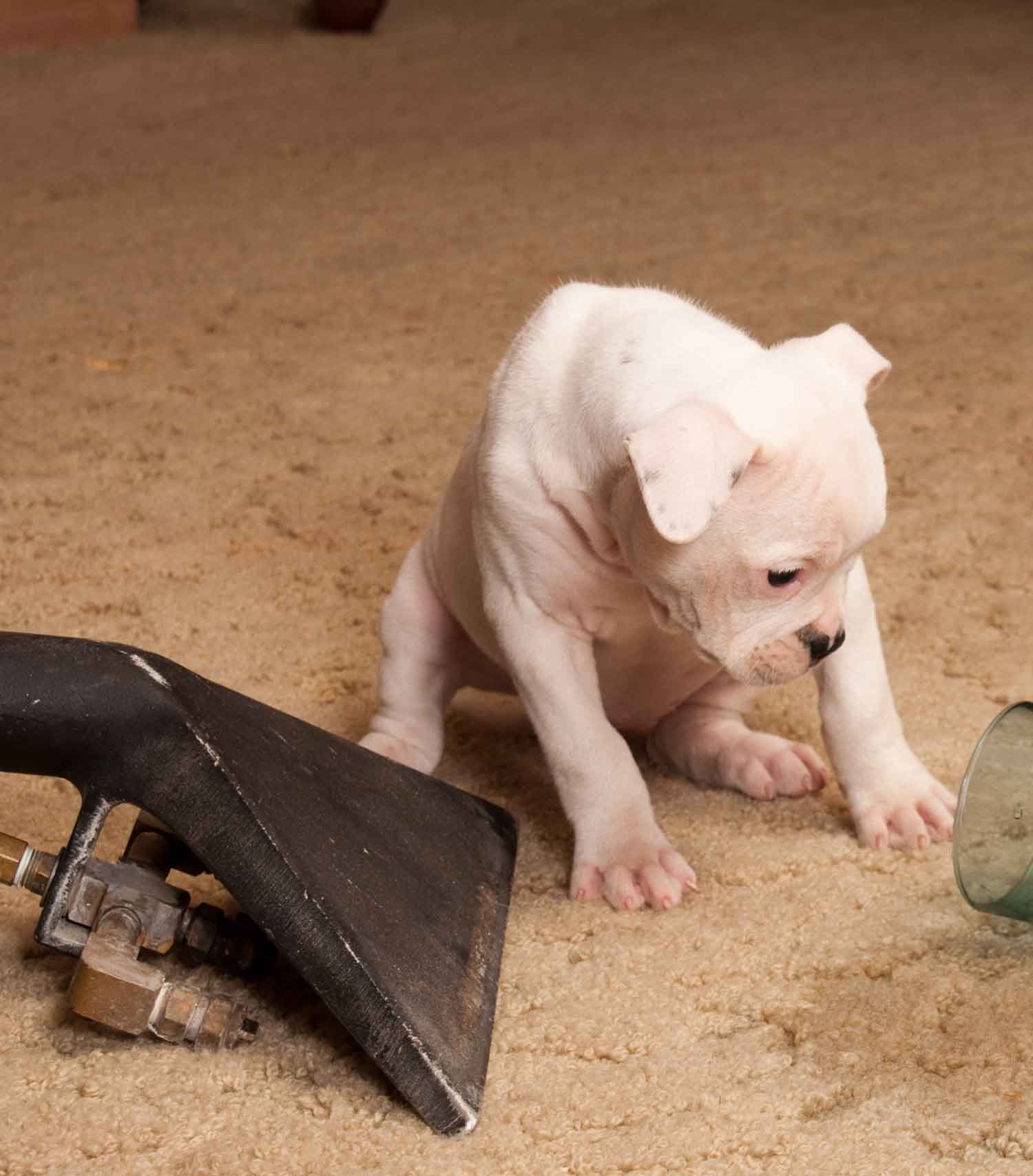 Pet urine carpet cleaning