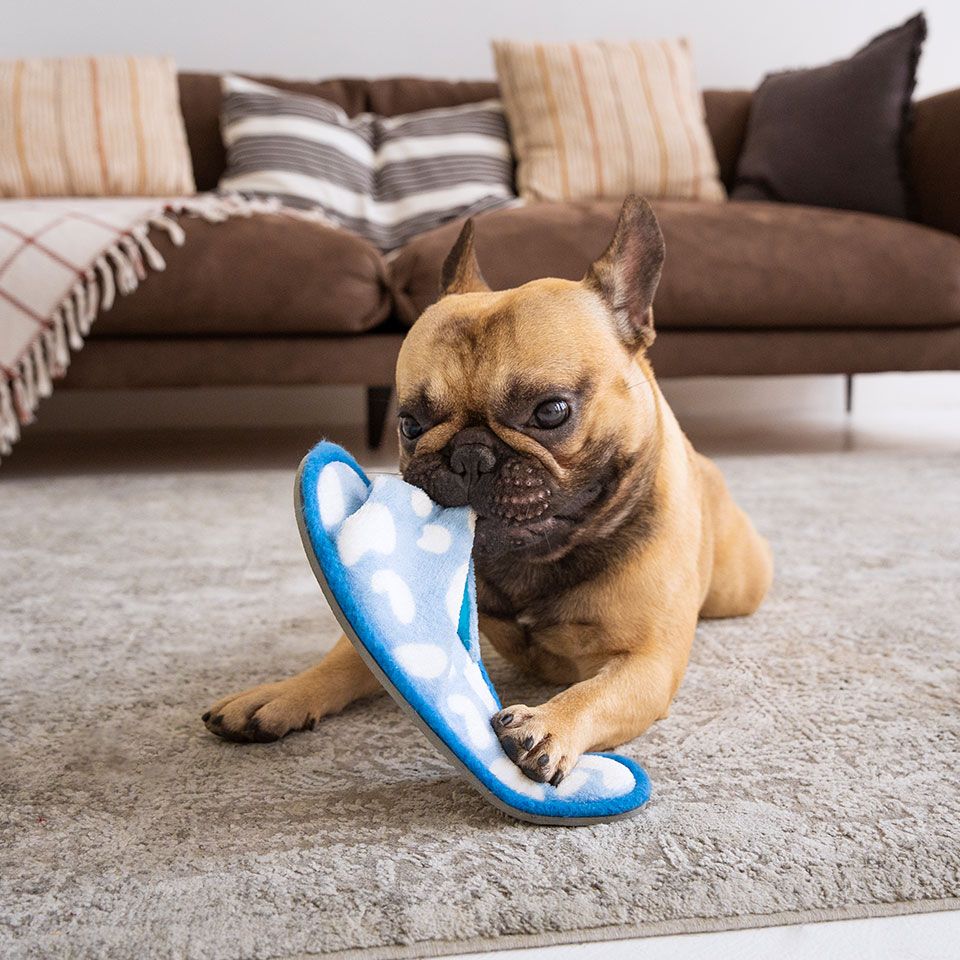 pet playing on carpet