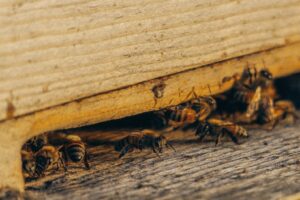 A Bee Infestation That Requires Professional Pest Removal Services.