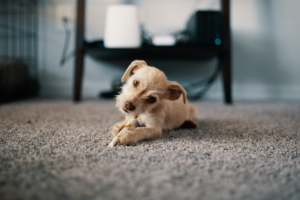 A Cute Furry Pet Relaxing On A Carpet