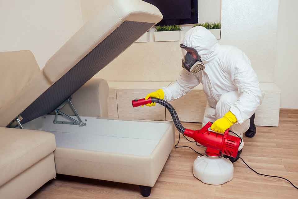 What Do Pest Control Professionals Actually Do?