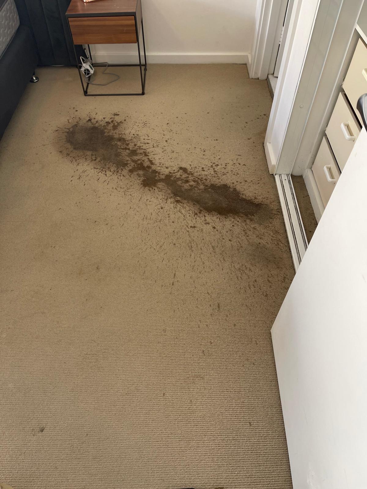 deep clean - carpet stains