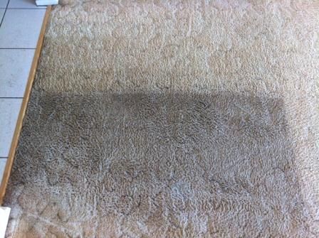 Carpet Cleaning Tips – Infographic