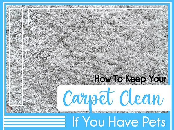 How To Keep Your Carpet Clean If You Have Pets