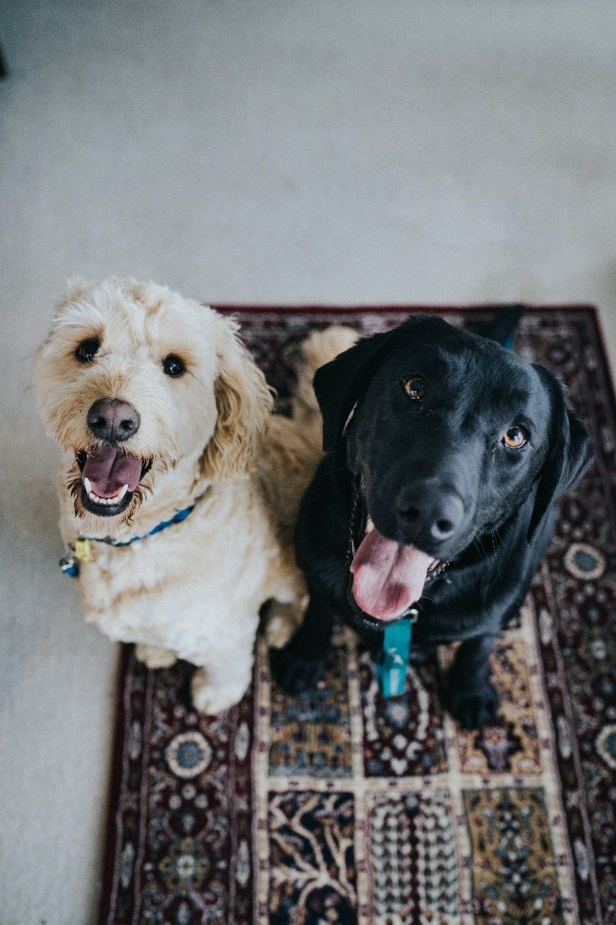 Do You Have a Pet? Consider These Factors When Buying a New Carpet for Your Living Room